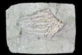 Crinoid (Macrocrinus) Fossil - Crawfordsville, Indiana #92532-1